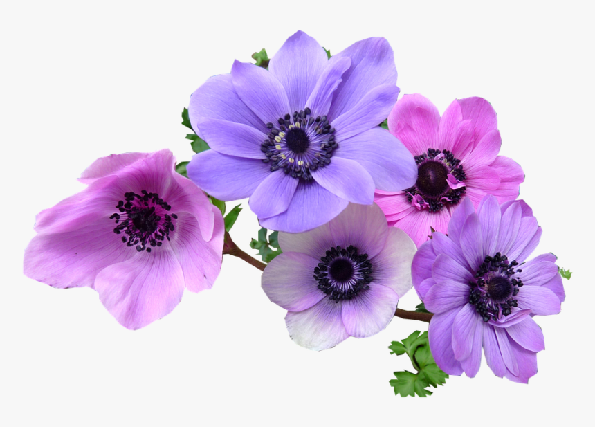 Violet-family - Anemone Flower Purple Transparent, HD Png Download, Free Download