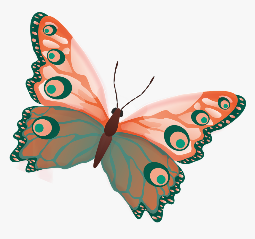 Butterfly Png Image Free Picture Download Pngimgcom - Colour Butterfly, Transparent Png, Free Download
