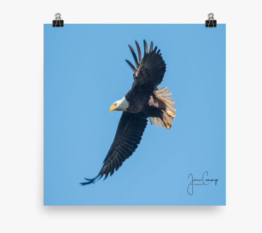 Bald Eagle, HD Png Download, Free Download