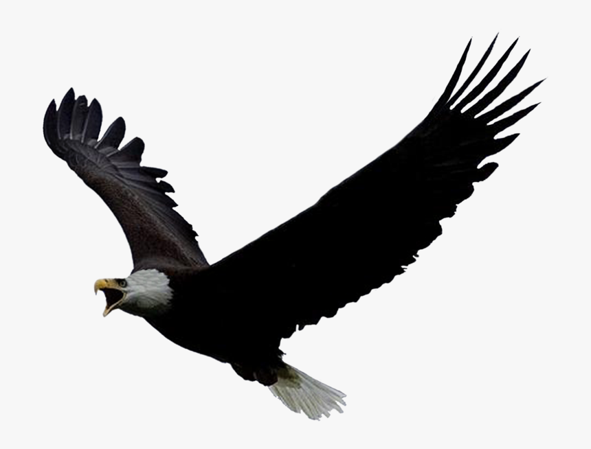 Transparent Eagle Clipart Png - Eagle Gif Png, Png Download, Free Download