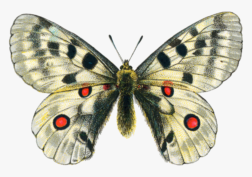 Moth Png Clipart - Moth Clipart Png, Transparent Png, Free Download