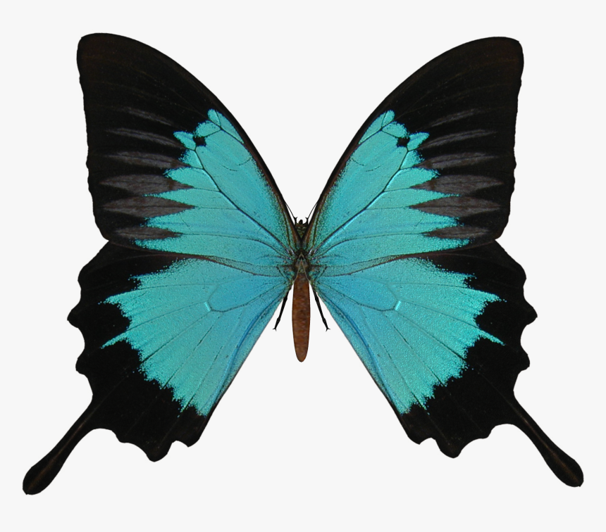 Transparent Background Butterfly Wings Transparent, HD Png Download, Free Download