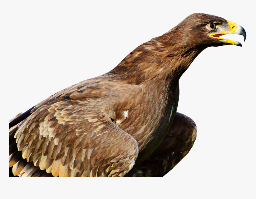 Bird Of Prey, HD Png Download, Free Download