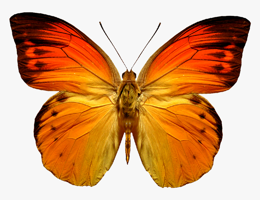 Grab And Download Butterfly Png Picture - Red And Orange Butterflies, Transparent Png, Free Download