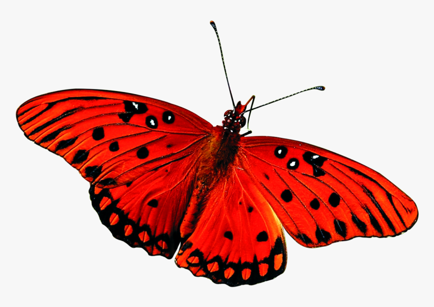 Beautiful Butterfly Png Image Two - Red Butterfly Gif Png, Transparent Png, Free Download