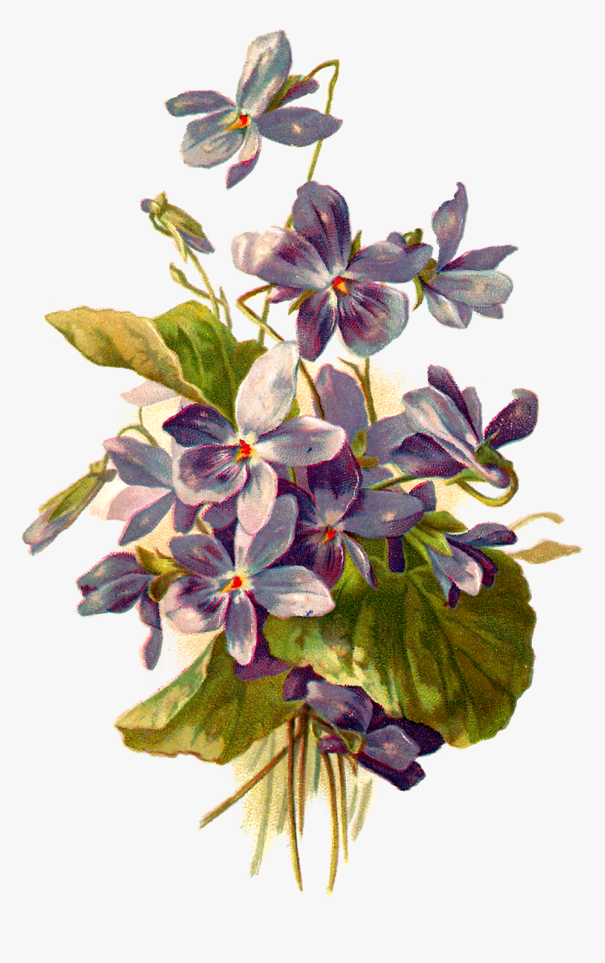 French Postcard Of Violets, - Botanical Violet Flower Illustration, HD Png Download, Free Download