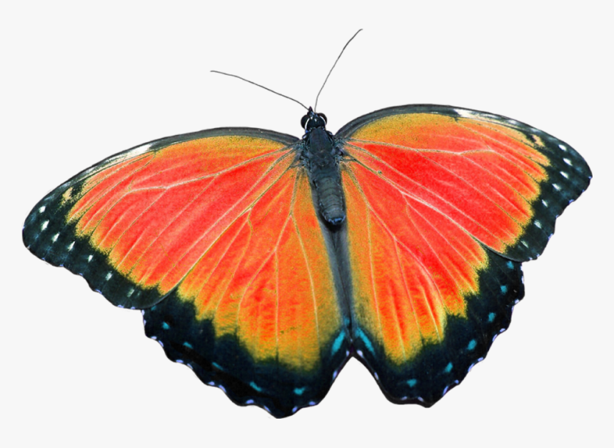 Butterfly, Png, Without Background, Craft Materials - Mariposa Sin Fondo Png, Transparent Png, Free Download