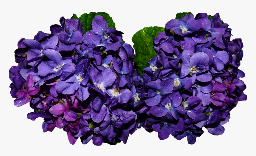 Violet Png, Transparent Png, Free Download