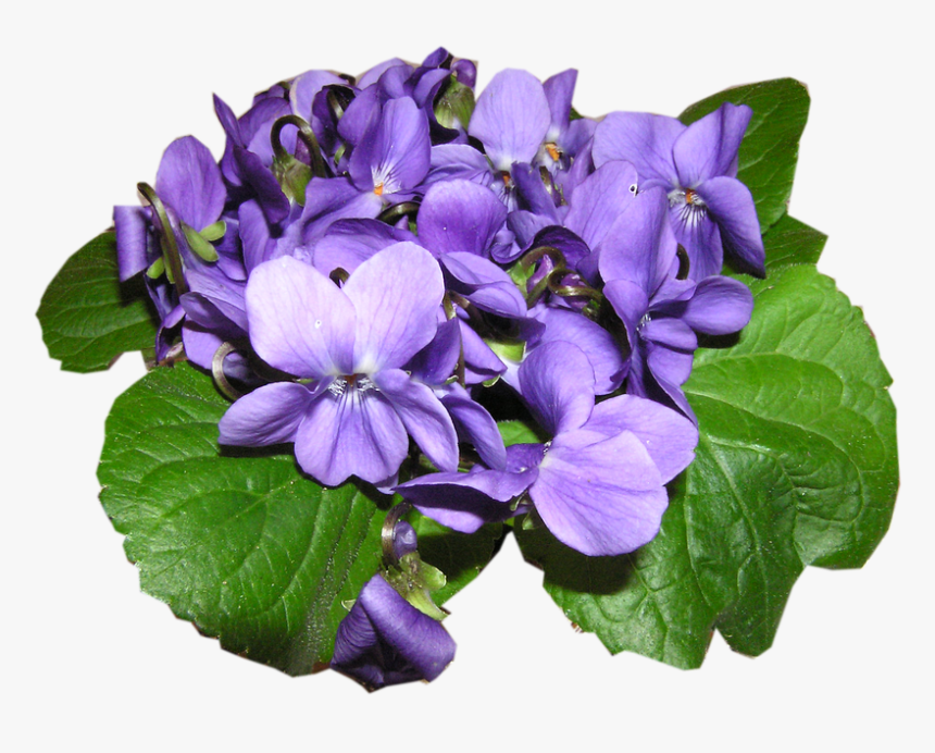 Violet, Bunch, Cut, Out - Ibolya Névnapi Köszöntő, HD Png Download, Free Download