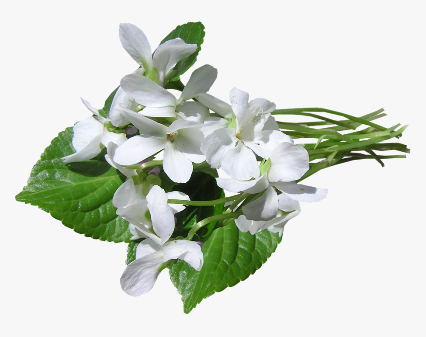 Violets, White, Perfumed, Cutout - Violetki Png, Transparent Png, Free Download