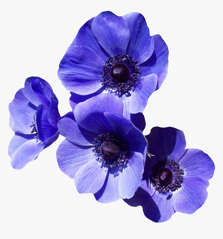 Delphinium - Blue Purple Flowers Png, Transparent Png, Free Download