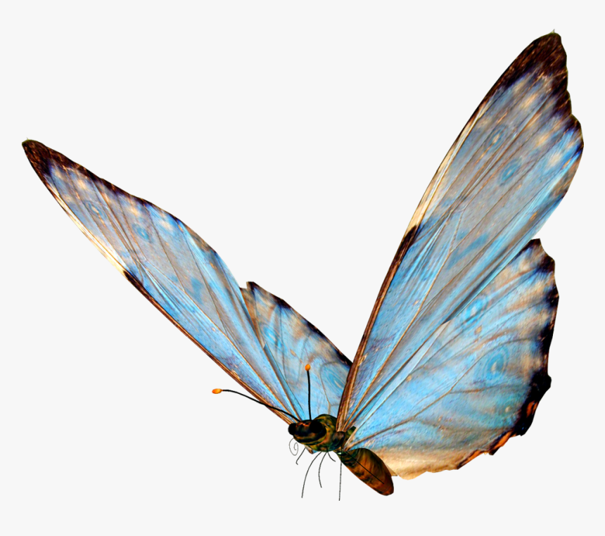 Butterflies, HD Png Download, Free Download