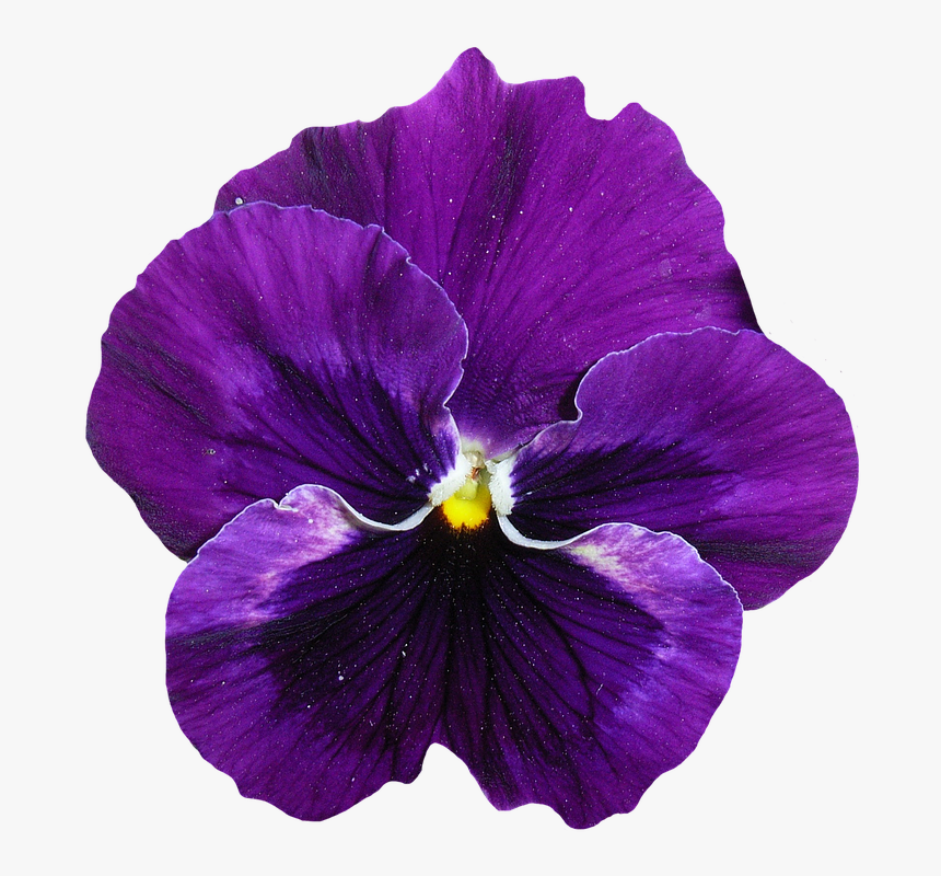 Viola Fiore Png, Transparent Png, Free Download