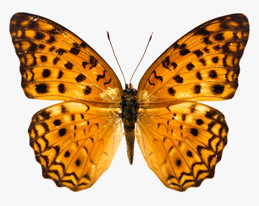 Butterfly Png Hd, Transparent Png, Free Download