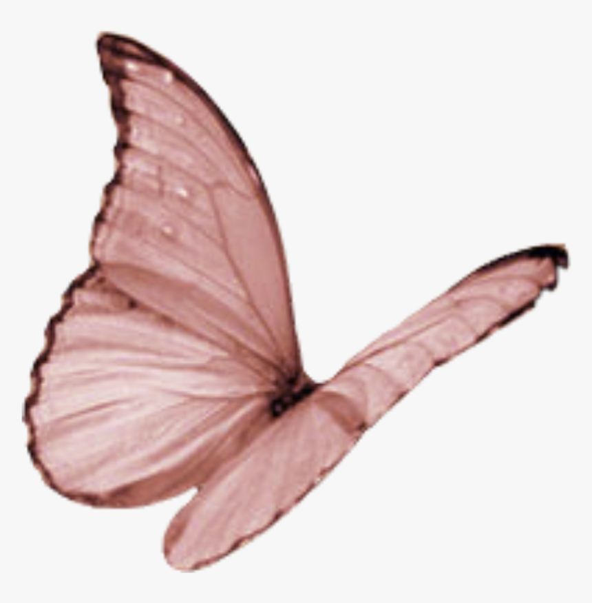 Transparent Moth Flying - Butterfly Wings Closed Flying, HD Png Download, Free Download