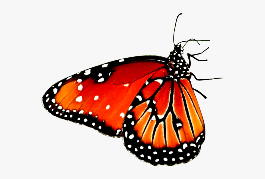 Butterfly Sitting On A Flower, HD Png Download, Free Download