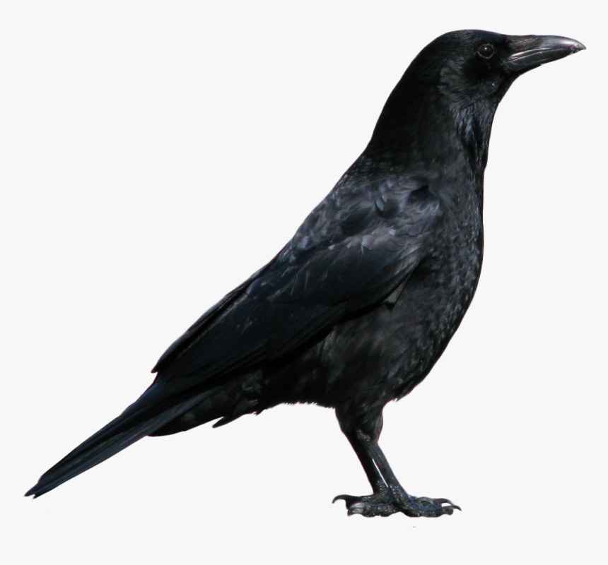 Black Crow Standing Png Image - Crow Png, Transparent Png, Free Download