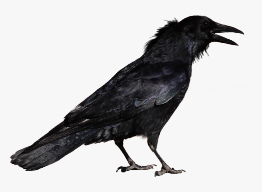 Common Raven Bird Clip Art - Crow Png, Transparent Png, Free Download