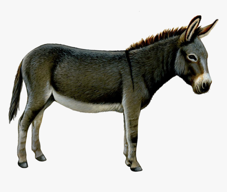 Donkey, Ass Png - Transparent Background Donkey Clip Art, Png Download, Free Download