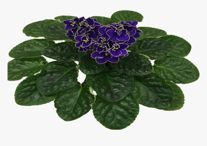 Stacks Image - African Violets, HD Png Download, Free Download