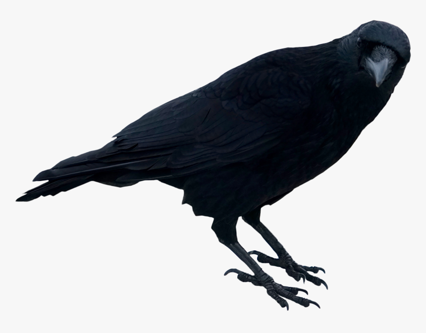 Black Crow Standing Png Image - Transparent Background Crow Transparent, Png Download, Free Download