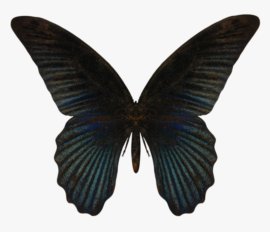 Butterfly Png Image - Transparent Black Butterfly Png, Png Download, Free Download