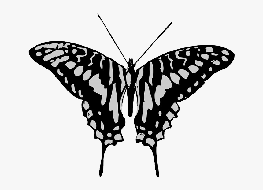 Black And Grey Butterfly Drawing - Black And Gray Butterflies, HD Png Download, Free Download
