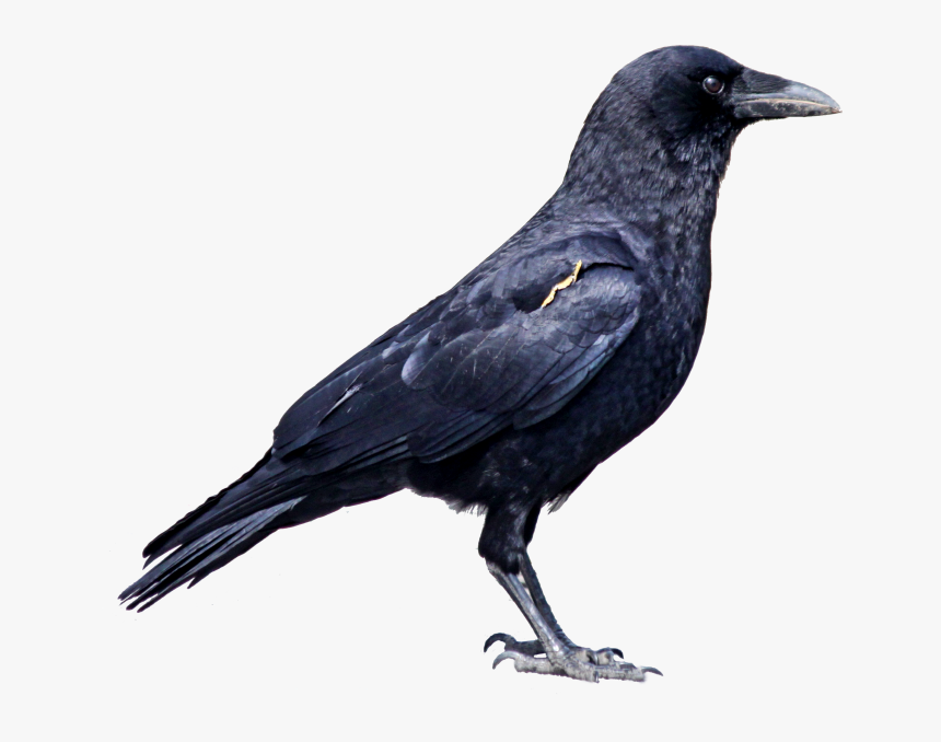 Black Crow Png Image - Crow Hd Images Png, Transparent Png, Free Download