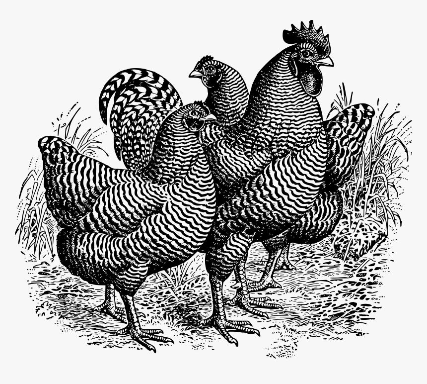 Barred Plymouth Rocks Clip Arts - Turkey, HD Png Download, Free Download