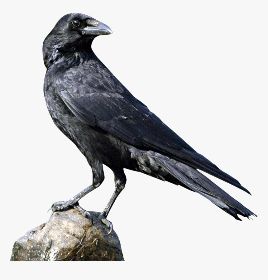 Egret Bird Png Transparent Image - Crow Png, Png Download, Free Download