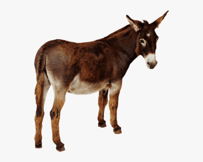 Donkey Png, Transparent Png, Free Download