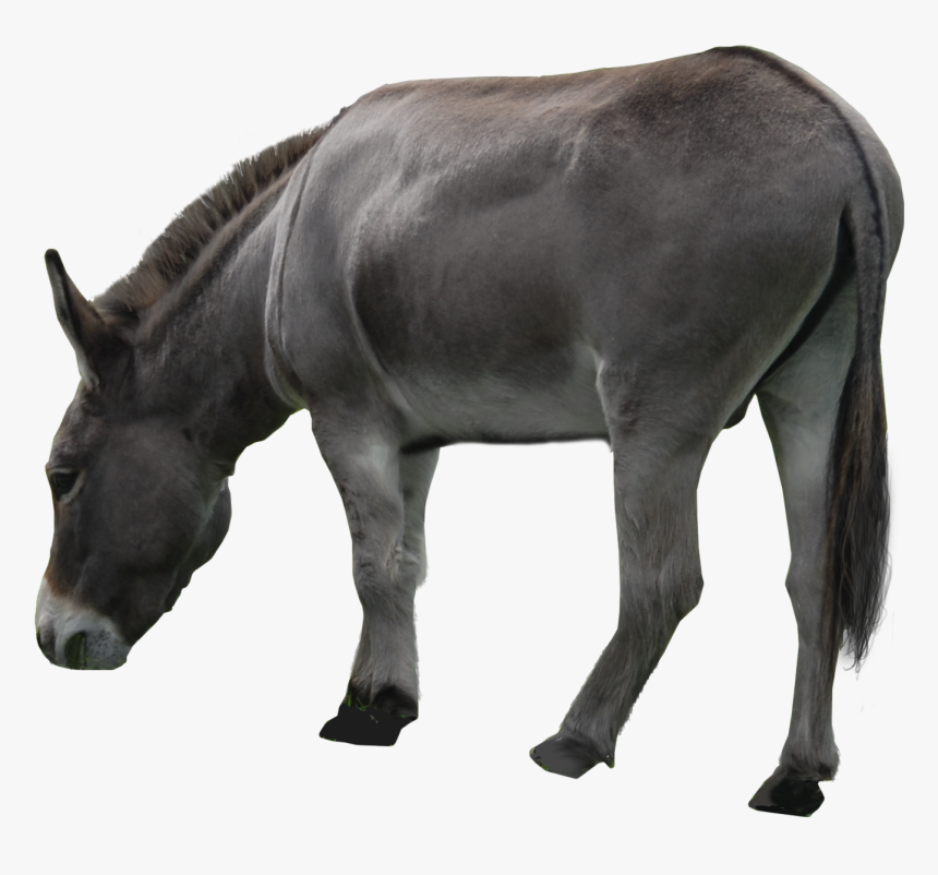 Donkey Ass Png, Transparent Png, Free Download