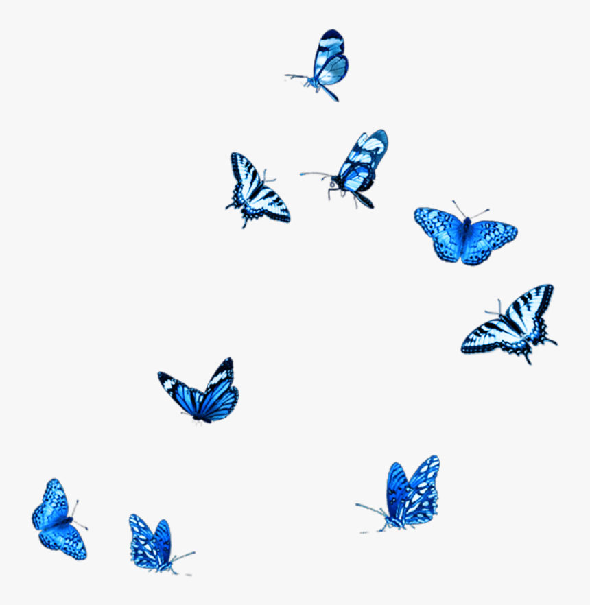 #blue #butterfly #fly #animals #stickers - Blue Butterflies Png, Transparent Png, Free Download