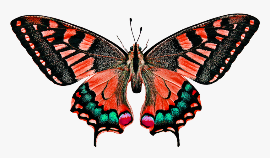 Nature, Animals, Butterfly, Insect, Flying, Wing, Probe - Butterfly Nature Animals, HD Png Download, Free Download