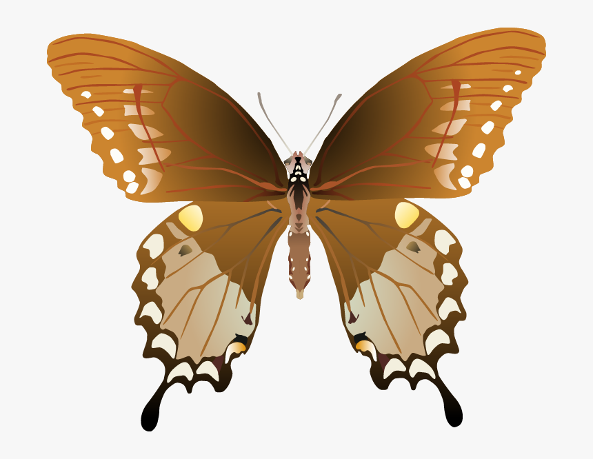 Butterfly Png Images Png - Papilio Troilus Male And Female, Transparent Png, Free Download