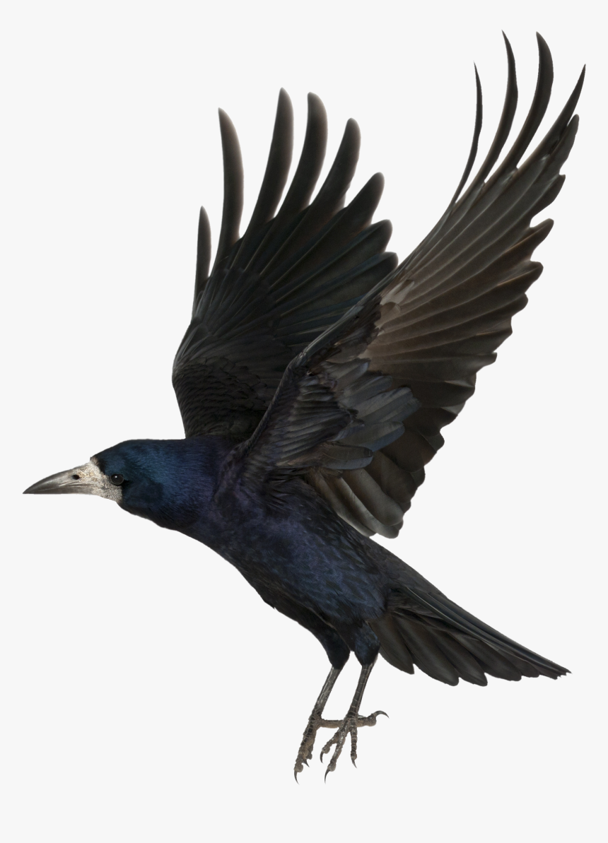 Crow Png For Picsart, Transparent Png, Free Download