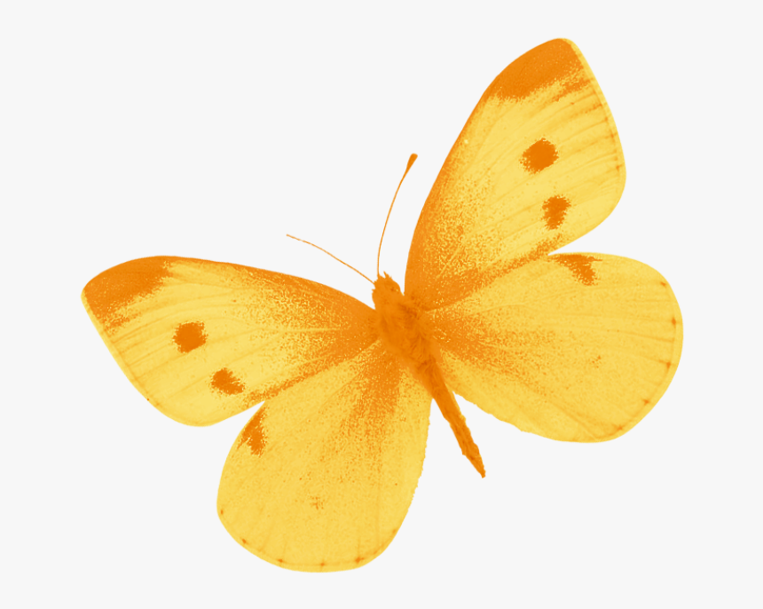 Transparent Yellow Butterflies Clipart - Butterfly Clipart Png, Png Download, Free Download