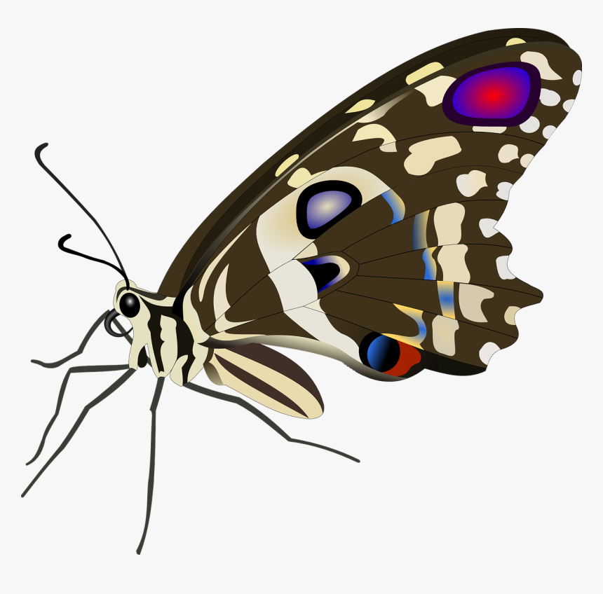 Insect, HD Png Download, Free Download