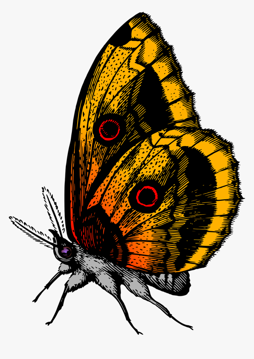 Butterfly Drawing, HD Png Download, Free Download