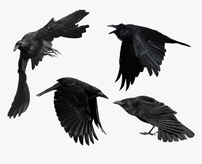 Crow Png Picture - Crow Png, Transparent Png, Free Download