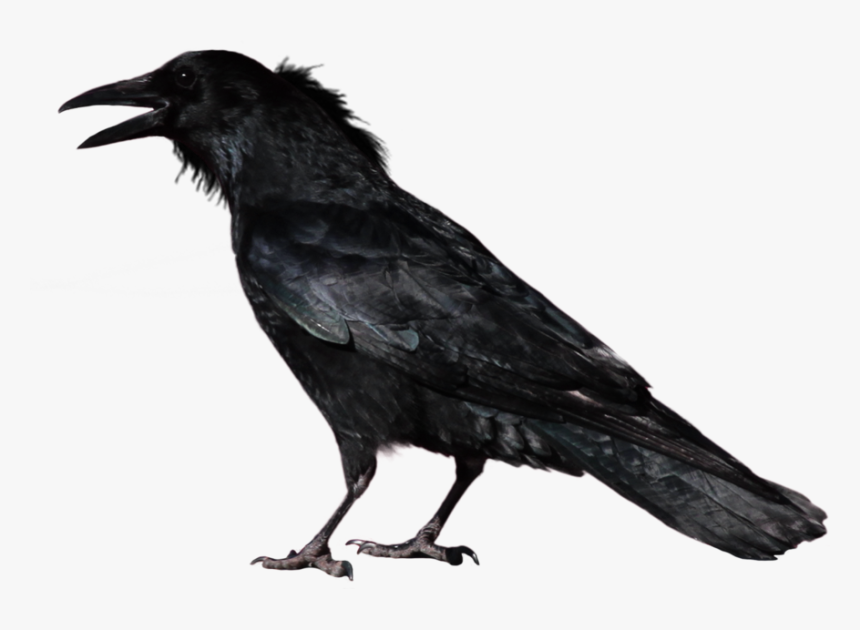 Crow Png Image - Halloween Crow, Transparent Png, Free Download