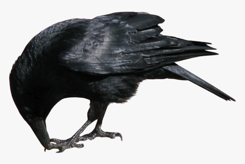 Crow Eating Png, Transparent Png, Free Download