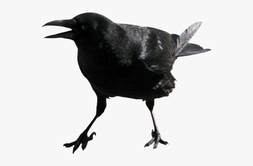 Angry Crow Png - Crow Face Transparent, Png Download, Free Download