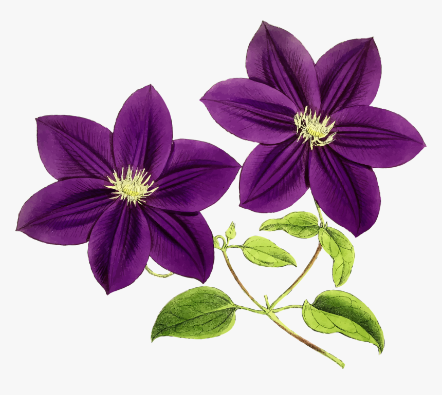 Clip Art Collection Of Free Violet - Purple Flowers, HD Png Download, Free Download