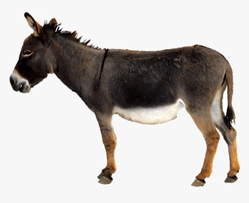 Donkey Icon Png, Transparent Png, Free Download