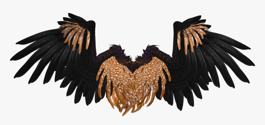 Wings Black And Brown Crow - Black And Gold Angel Wings, HD Png Download, Free Download