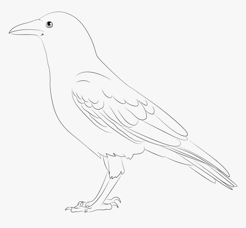 Transparent Black Crow Png - Crow Black And White, Png Download, Free Download