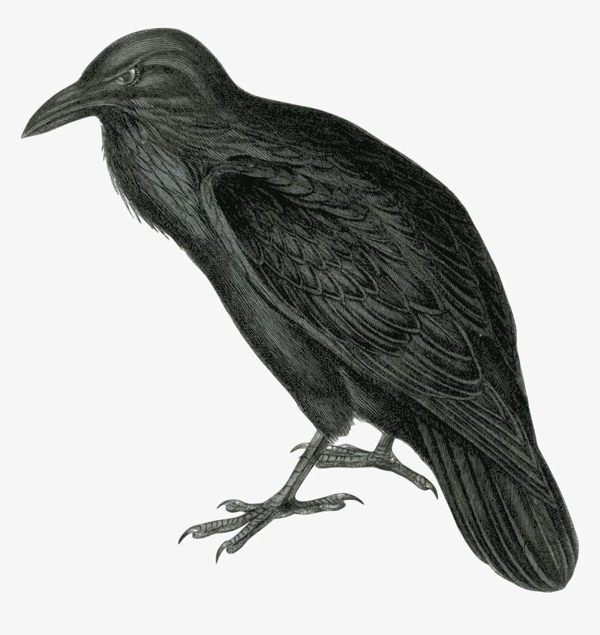 Crow Free Png Transparent Background Images Free Download - Public Domain Raven, Png Download, Free Download