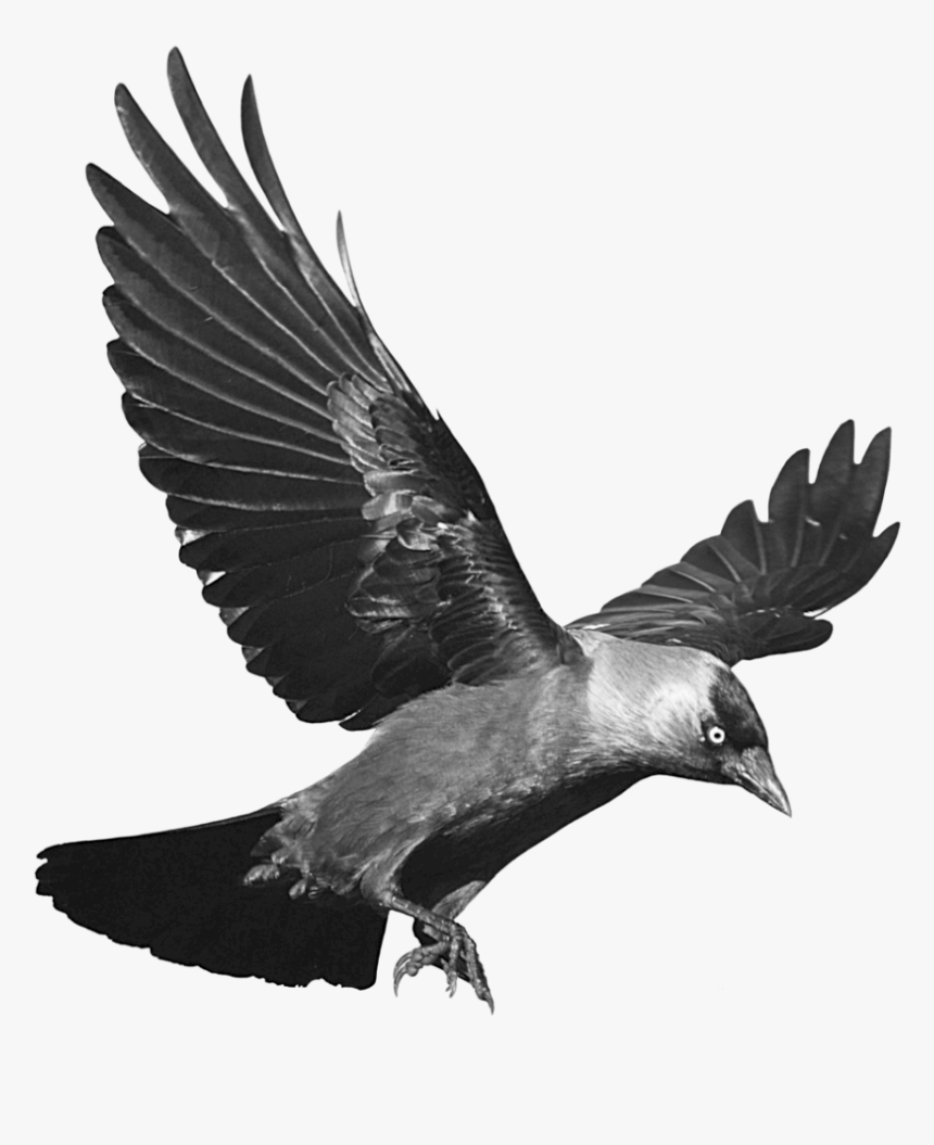 Raven Png - Raven Transparent Background, Png Download, Free Download