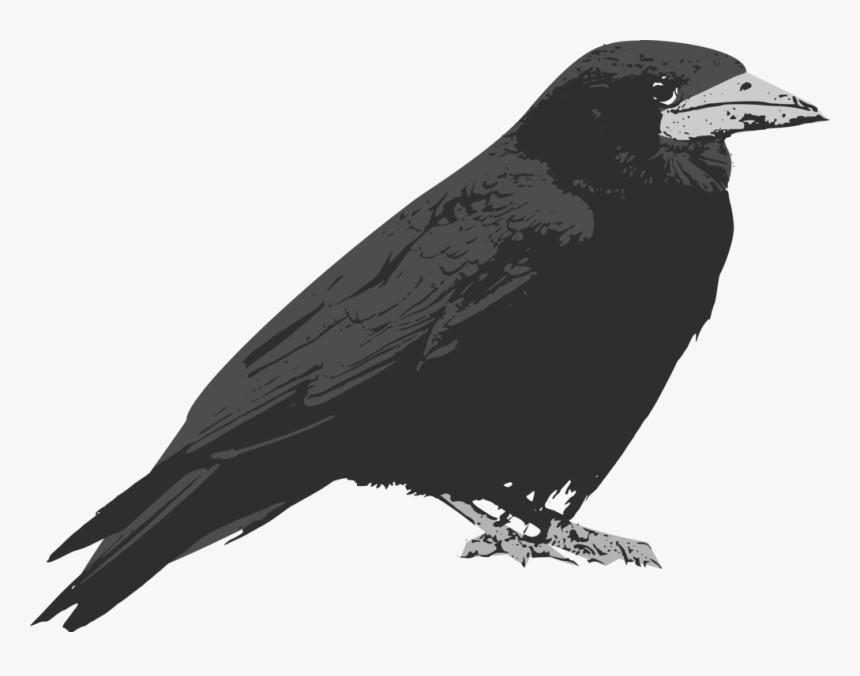 Perching Bird,crow Like Bird,rook - Raven Bird Cartoon, HD Png Download, Free Download